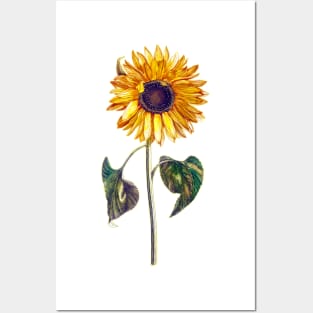 Sunflowers Posters and Art